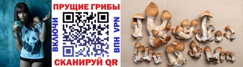 Псилоцибиновые грибы Cubensis  Дюртюли 